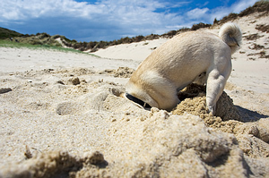 How to stop dogs from digging